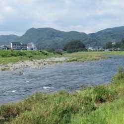 狩野川(狩野川漁業協同組合) 釣果