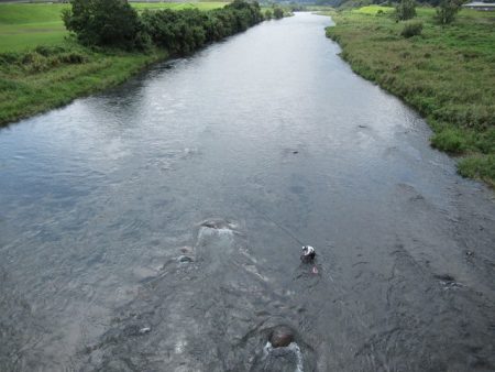 狩野川(狩野川漁業協同組合) 釣果