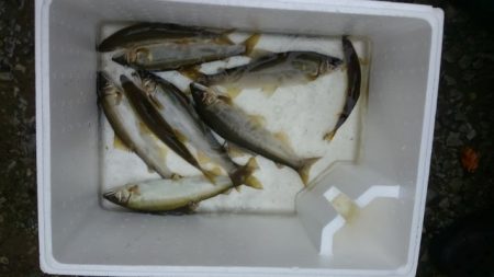 狩野川(狩野川漁業協同組合) 釣果