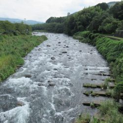 狩野川(狩野川漁業協同組合) 釣果