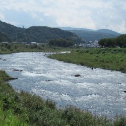 狩野川(狩野川漁業協同組合) 釣果