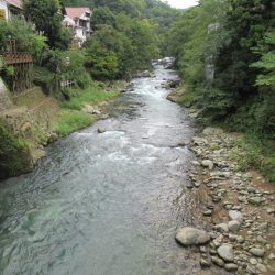 狩野川(狩野川漁業協同組合) 釣果