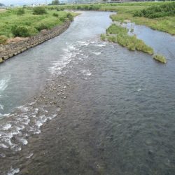 狩野川(狩野川漁業協同組合) 釣果