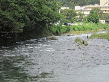 狩野川(狩野川漁業協同組合) 釣果