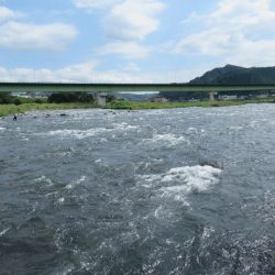 狩野川(狩野川漁業協同組合) 釣果