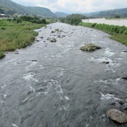 狩野川(狩野川漁業協同組合) 釣果