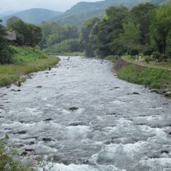 狩野川(狩野川漁業協同組合) 釣果