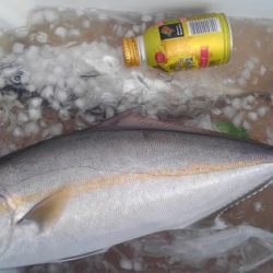 遊漁船 新鋭丸 釣果