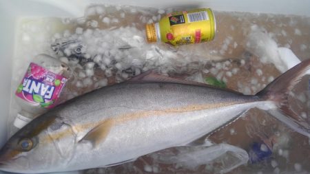 遊漁船 新鋭丸 釣果