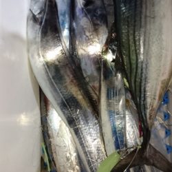 海晴丸 釣果