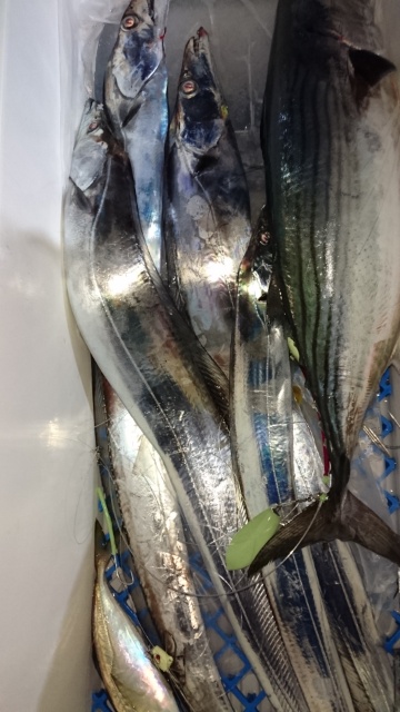 海晴丸 釣果