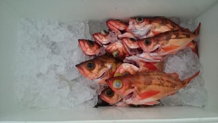 大進丸（新潟） 釣果