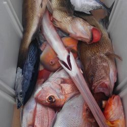 遊漁船 新鋭丸 釣果