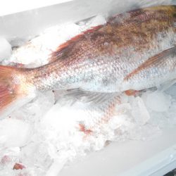 こうゆう丸 釣果