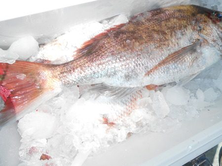 こうゆう丸 釣果