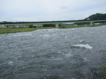 狩野川（狩野川漁業協同組合） 釣果