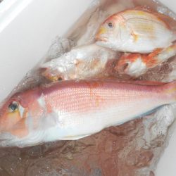 こうゆう丸 釣果