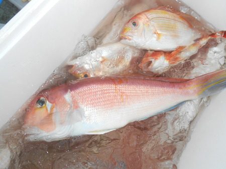 こうゆう丸 釣果