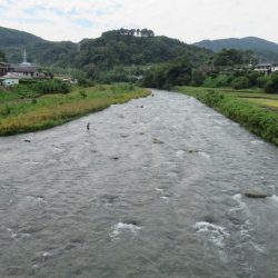 狩野川(狩野川漁業協同組合) 釣果
