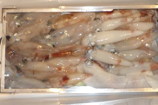 松福丸 釣果