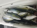 里輝丸 釣果