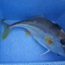 オリジナルメーカー海づり公園(市原市海づり施設) 釣果