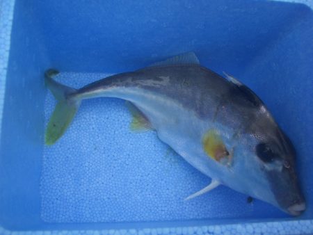 オリジナルメーカー海づり公園(市原市海づり施設) 釣果