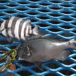 オリジナルメーカー海づり公園(市原市海づり施設) 釣果