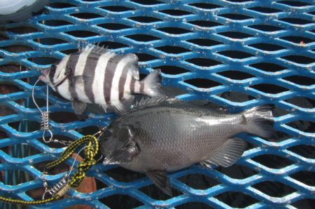 オリジナルメーカー海づり公園(市原市海づり施設) 釣果