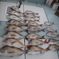 遊漁船 幸友丸 釣果