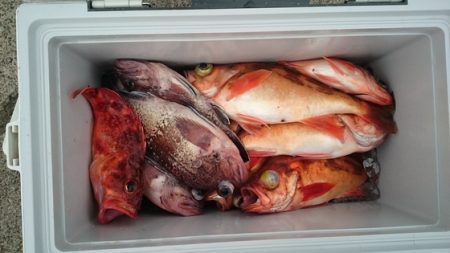 大進丸（新潟） 釣果