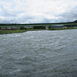 狩野川（狩野川漁業協同組合） 釣果