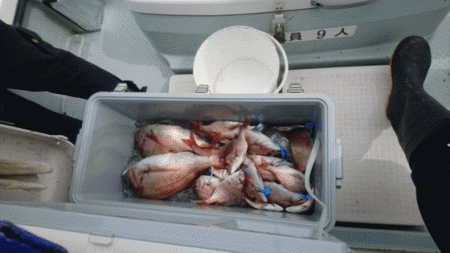 遊漁船ブルーウッズ 釣果