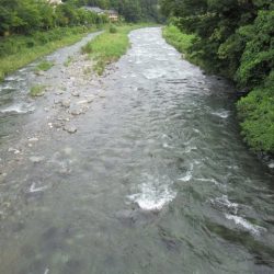 狩野川(狩野川漁業協同組合) 釣果