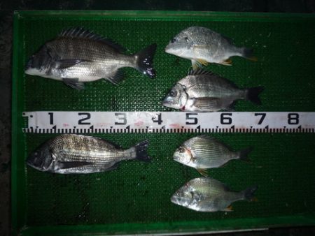 海山フィッシングセンター 釣果