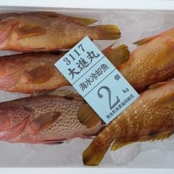 大進丸(新潟) 釣果