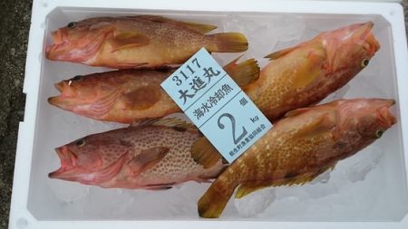 大進丸(新潟) 釣果