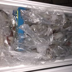 幸風（さちかぜ） 釣果