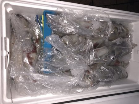 幸風（さちかぜ） 釣果