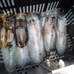 BlueNote Fishing Taxi 釣果