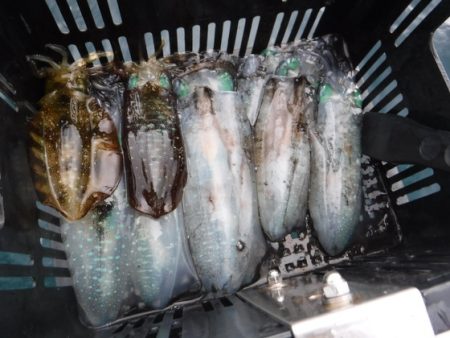 BlueNote Fishing Taxi 釣果