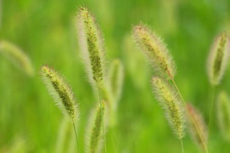 小菅トラウトガーデン 釣果