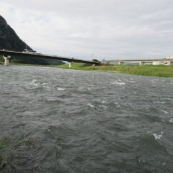 狩野川(狩野川漁業協同組合) 釣果