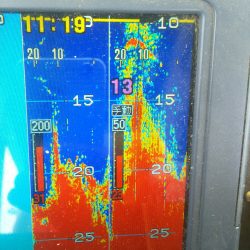 深川 吉野屋 釣果