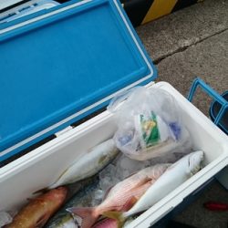 大進丸(新潟) 釣果