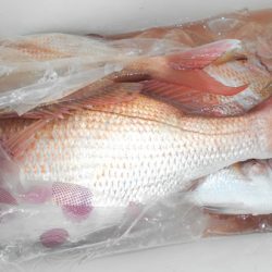 こうゆう丸 釣果