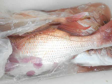 こうゆう丸 釣果