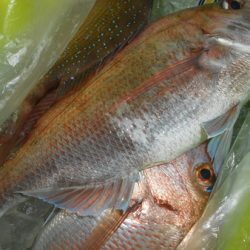 こうゆう丸 釣果