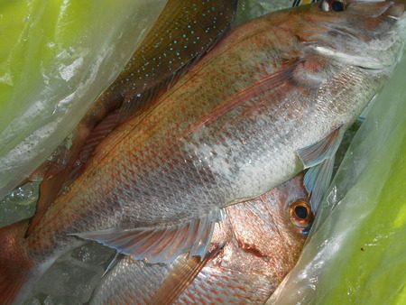 こうゆう丸 釣果