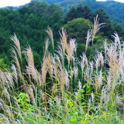 小菅トラウトガーデン 釣果